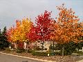 Freeman Maple 